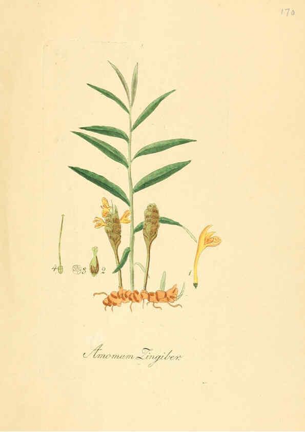 Reproducción/Reproduction 6032009607: Flora medica, oder, Abbildung der wichtigsten officinellen Pflanzen Jena,August Schmid,1831 [i.e. 1829-1831] 