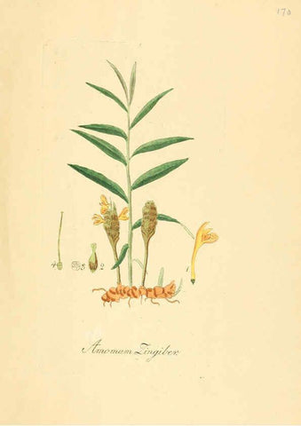 Reproducción/Reproduction 6032009607: Flora medica, oder, Abbildung der wichtigsten officinellen Pflanzen Jena,August Schmid,1831 [i.e. 1829-1831] 