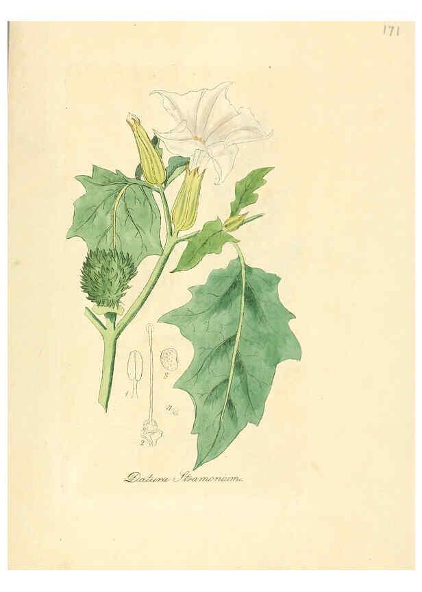 Reproducción/Reproduction 6032009829: Flora medica, oder, Abbildung der wichtigsten officinellen Pflanzen Jena,August Schmid,1831 [i.e. 1829-1831] 