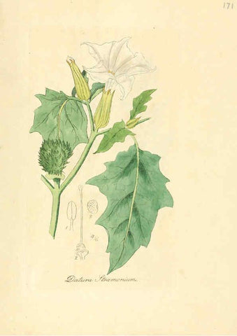 Reproducción/Reproduction 6032009829: Flora medica, oder, Abbildung der wichtigsten officinellen Pflanzen Jena,August Schmid,1831 [i.e. 1829-1831] 