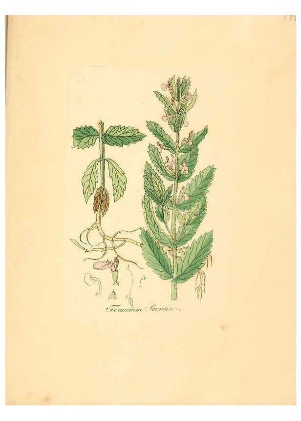 Reproducción/Reproduction 6032010179: Flora medica, oder, Abbildung der wichtigsten officinellen Pflanzen Jena,August Schmid,1831 [i.e. 1829-1831] 
