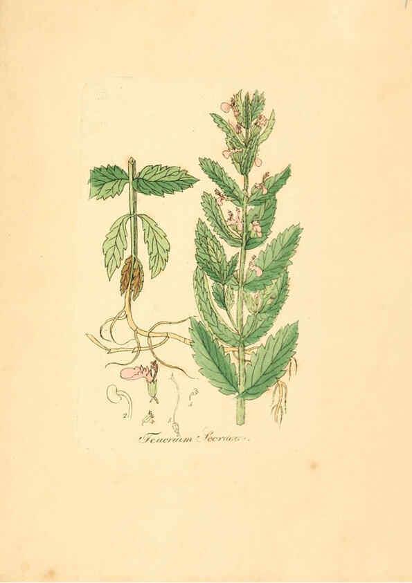 Reproducción/Reproduction 6032010179: Flora medica, oder, Abbildung der wichtigsten officinellen Pflanzen Jena,August Schmid,1831 [i.e. 1829-1831] 