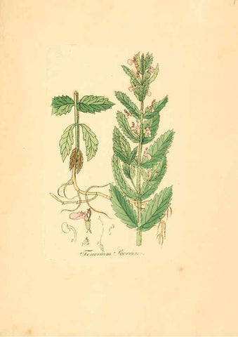 Reproducción/Reproduction 6032010179: Flora medica, oder, Abbildung der wichtigsten officinellen Pflanzen Jena,August Schmid,1831 [i.e. 1829-1831] 