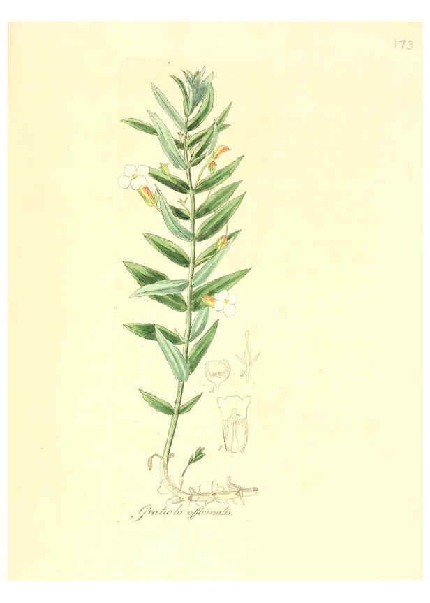 Reproducción/Reproduction 6032569372: Flora medica, oder, Abbildung der wichtigsten officinellen Pflanzen Jena,August Schmid,1831 [i.e. 1829-1831] 