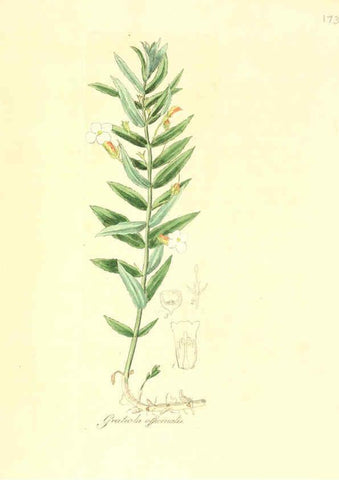 Reproducción/Reproduction 6032569372: Flora medica, oder, Abbildung der wichtigsten officinellen Pflanzen Jena,August Schmid,1831 [i.e. 1829-1831] 