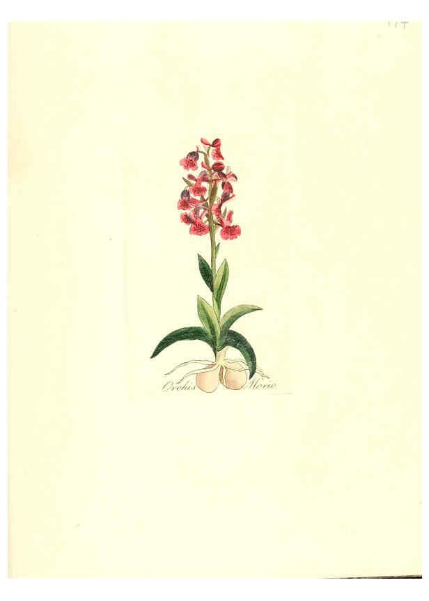 Reproducción/Reproduction 6032569566: Flora medica, oder, Abbildung der wichtigsten officinellen Pflanzen Jena,August Schmid,1831 [i.e. 1829-1831] 
