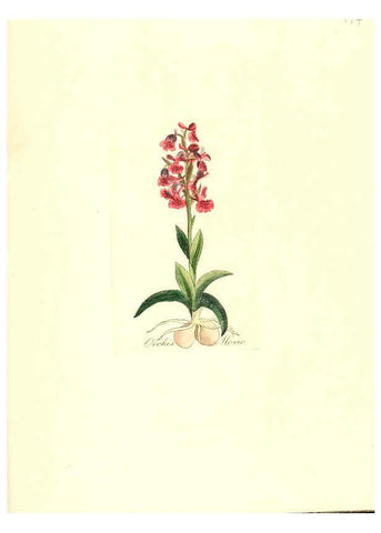Reproducción/Reproduction 6032569566: Flora medica, oder, Abbildung der wichtigsten officinellen Pflanzen Jena,August Schmid,1831 [i.e. 1829-1831] 