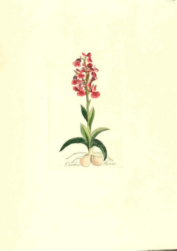 Reproducción/Reproduction 6032569566: Flora medica, oder, Abbildung der wichtigsten officinellen Pflanzen Jena,August Schmid,1831 [i.e. 1829-1831] 