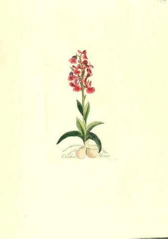 Reproducción/Reproduction 6032569566: Flora medica, oder, Abbildung der wichtigsten officinellen Pflanzen Jena,August Schmid,1831 [i.e. 1829-1831] 