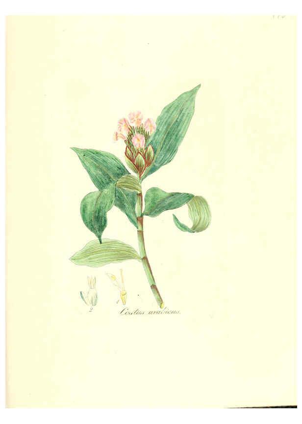 Reproducción/Reproduction 6032011327: Flora medica, oder, Abbildung der wichtigsten officinellen Pflanzen Jena,August Schmid,1831 [i.e. 1829-1831] 