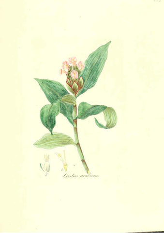 Reproducción/Reproduction 6032011327: Flora medica, oder, Abbildung der wichtigsten officinellen Pflanzen Jena,August Schmid,1831 [i.e. 1829-1831] 