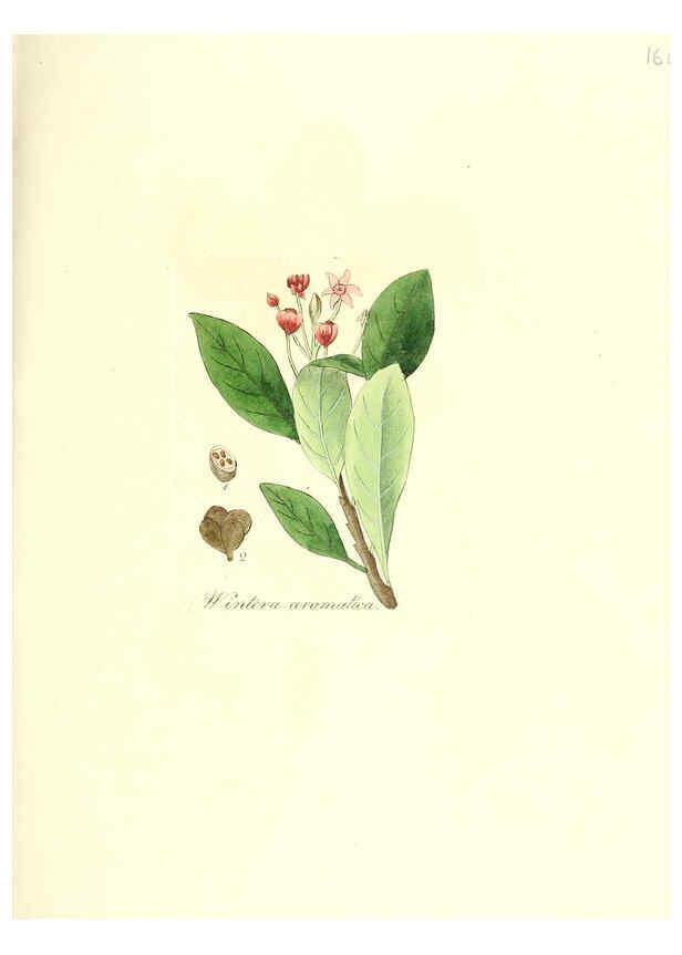 Reproducción/Reproduction 6032007119: Flora medica, oder, Abbildung der wichtigsten officinellen Pflanzen Jena,August Schmid,1831 [i.e. 1829-1831] 