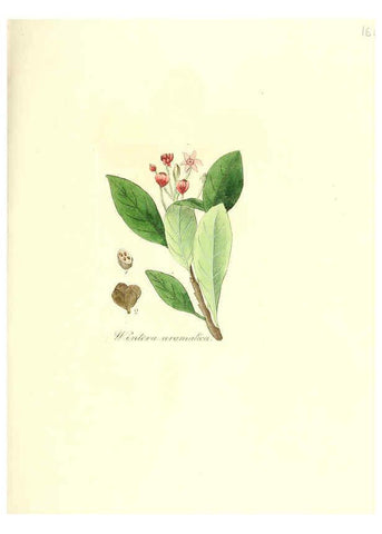 Reproducción/Reproduction 6032007119: Flora medica, oder, Abbildung der wichtigsten officinellen Pflanzen Jena,August Schmid,1831 [i.e. 1829-1831] 