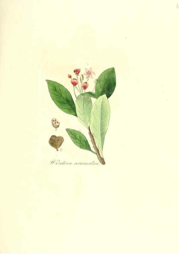 Reproducción/Reproduction 6032007119: Flora medica, oder, Abbildung der wichtigsten officinellen Pflanzen Jena,August Schmid,1831 [i.e. 1829-1831] 