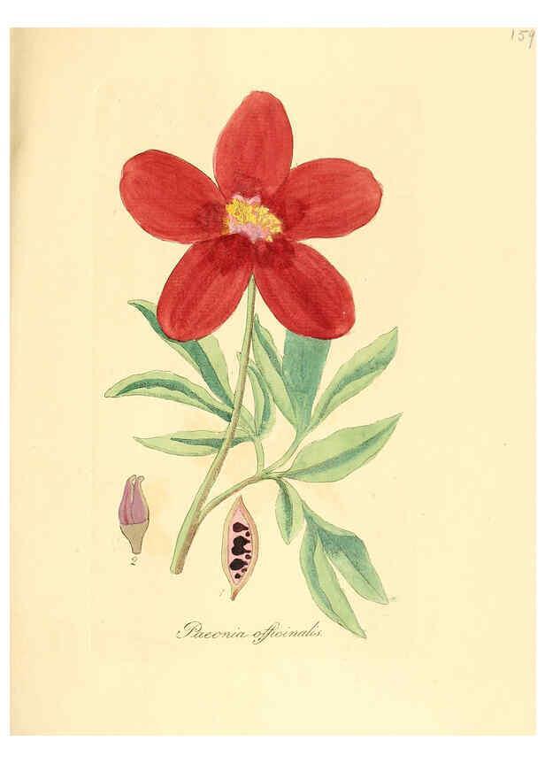 Reproducción/Reproduction 6032565890: Flora medica, oder, Abbildung der wichtigsten officinellen Pflanzen Jena,August Schmid,1831 [i.e. 1829-1831] 