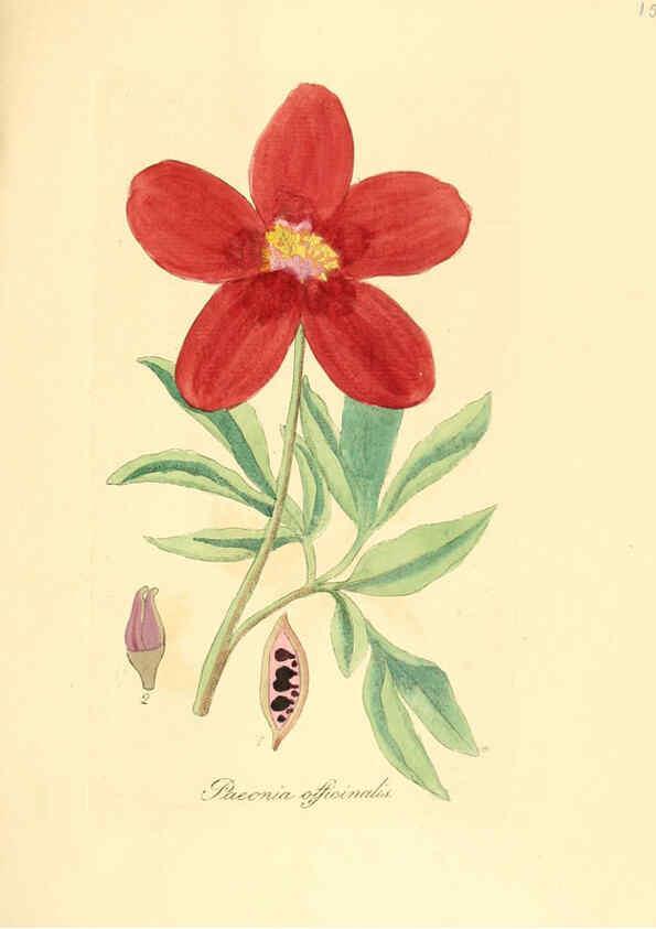 Reproducción/Reproduction 6032565890: Flora medica, oder, Abbildung der wichtigsten officinellen Pflanzen Jena,August Schmid,1831 [i.e. 1829-1831] 