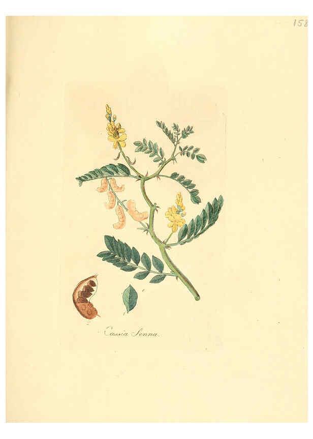 Reproducción/Reproduction 6032565546: Flora medica, oder, Abbildung der wichtigsten officinellen Pflanzen Jena,August Schmid,1831 [i.e. 1829-1831] 