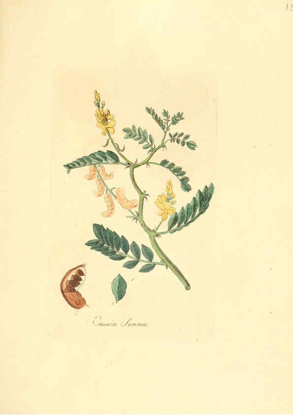 Reproducción/Reproduction 6032565546: Flora medica, oder, Abbildung der wichtigsten officinellen Pflanzen Jena,August Schmid,1831 [i.e. 1829-1831] 