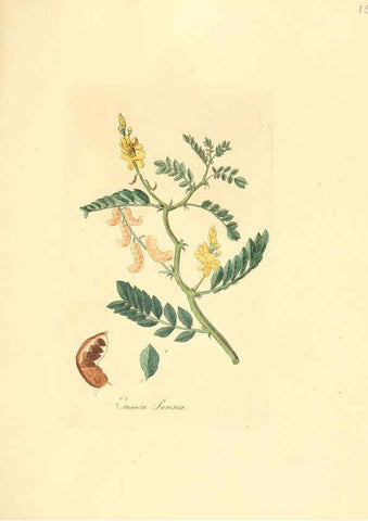 Reproducción/Reproduction 6032565546: Flora medica, oder, Abbildung der wichtigsten officinellen Pflanzen Jena,August Schmid,1831 [i.e. 1829-1831] 