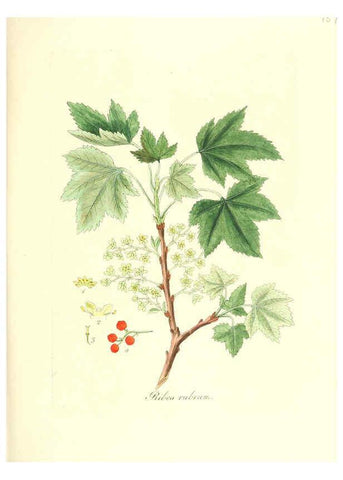 Reproducción/Reproduction 6032565306: Flora medica, oder, Abbildung der wichtigsten officinellen Pflanzen Jena,August Schmid,1831 [i.e. 1829-1831] 