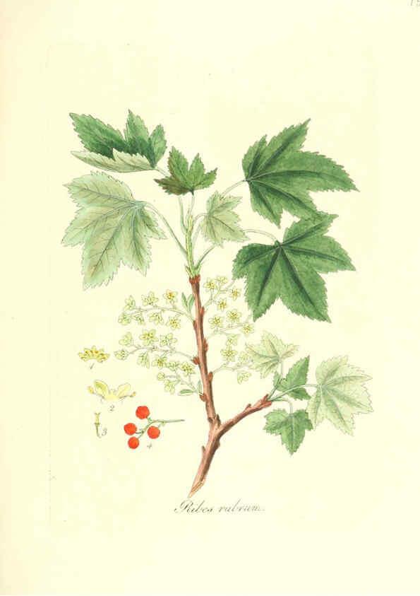 Reproducción/Reproduction 6032565306: Flora medica, oder, Abbildung der wichtigsten officinellen Pflanzen Jena,August Schmid,1831 [i.e. 1829-1831] 