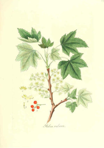 Reproducción/Reproduction 6032565306: Flora medica, oder, Abbildung der wichtigsten officinellen Pflanzen Jena,August Schmid,1831 [i.e. 1829-1831] 