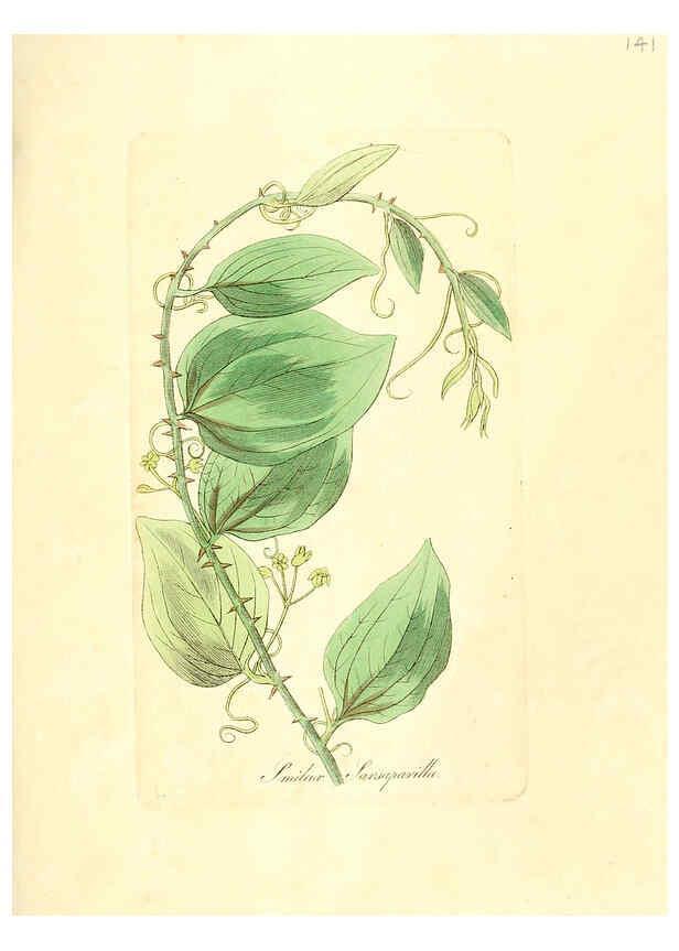Reproducción/Reproduction 6032002007: Flora medica, oder, Abbildung der wichtigsten officinellen Pflanzen Jena,August Schmid,1831 [i.e. 1829-1831] 