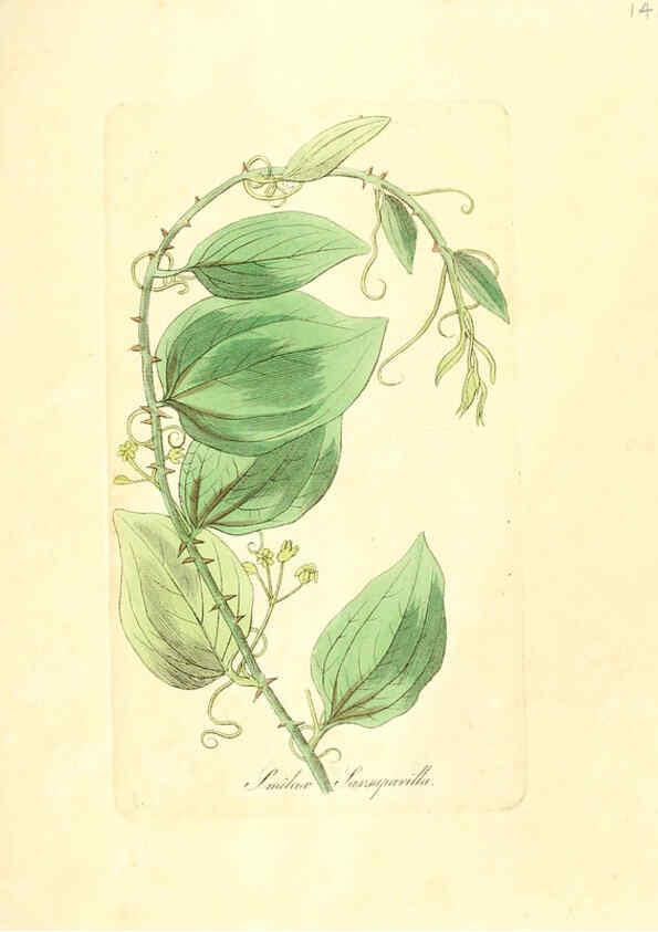 Reproducción/Reproduction 6032002007: Flora medica, oder, Abbildung der wichtigsten officinellen Pflanzen Jena,August Schmid,1831 [i.e. 1829-1831] 