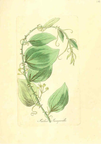 Reproducción/Reproduction 6032002007: Flora medica, oder, Abbildung der wichtigsten officinellen Pflanzen Jena,August Schmid,1831 [i.e. 1829-1831] 