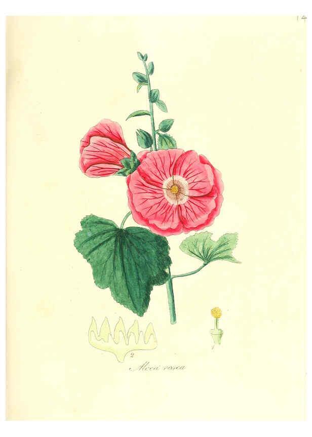 Reproducción/Reproduction 6032002197: Flora medica, oder, Abbildung der wichtigsten officinellen Pflanzen Jena,August Schmid,1831 [i.e. 1829-1831] 