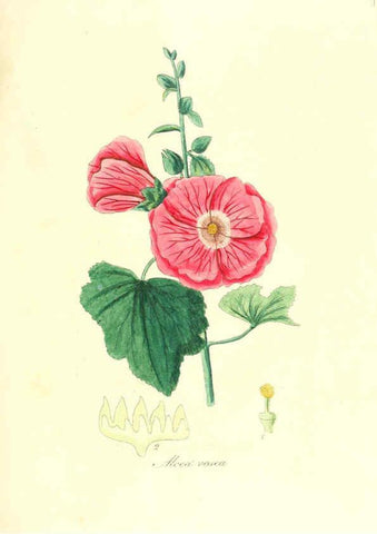 Reproducción/Reproduction 6032002197: Flora medica, oder, Abbildung der wichtigsten officinellen Pflanzen Jena,August Schmid,1831 [i.e. 1829-1831] 