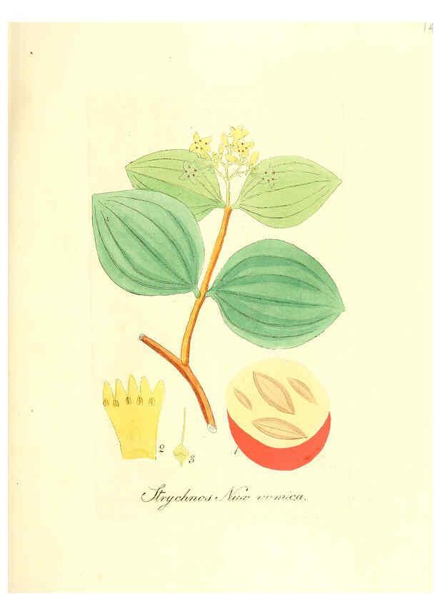 Reproducción/Reproduction 6032561460: Flora medica, oder, Abbildung der wichtigsten officinellen Pflanzen Jena,August Schmid,1831 [i.e. 1829-1831] 