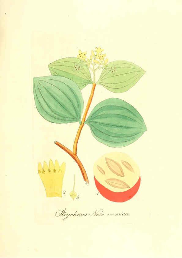 Reproducción/Reproduction 6032561460: Flora medica, oder, Abbildung der wichtigsten officinellen Pflanzen Jena,August Schmid,1831 [i.e. 1829-1831] 