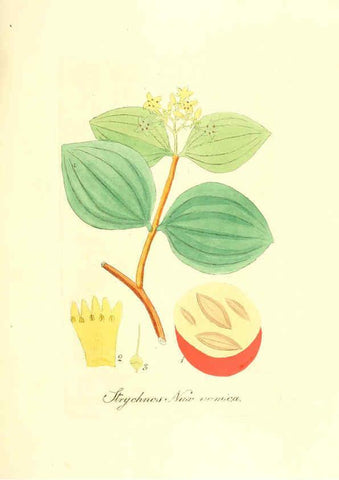 Reproducción/Reproduction 6032561460: Flora medica, oder, Abbildung der wichtigsten officinellen Pflanzen Jena,August Schmid,1831 [i.e. 1829-1831] 