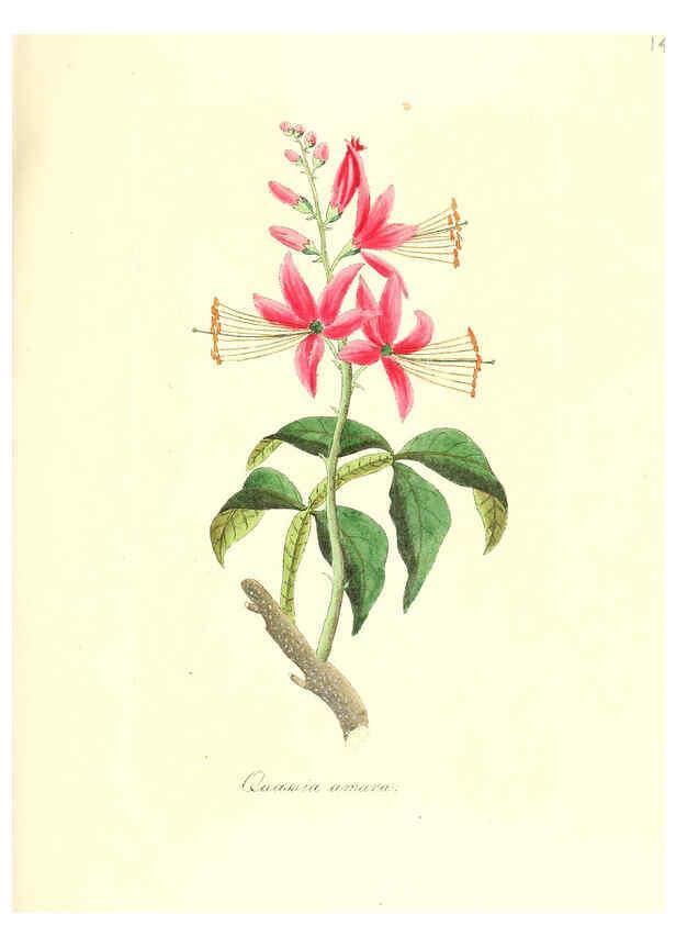 Reproducción/Reproduction 6032002781: Flora medica, oder, Abbildung der wichtigsten officinellen Pflanzen Jena,August Schmid,1831 [i.e. 1829-1831] 
