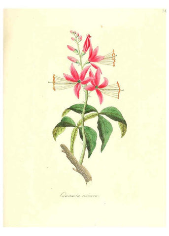 Reproducción/Reproduction 6032002781: Flora medica, oder, Abbildung der wichtigsten officinellen Pflanzen Jena,August Schmid,1831 [i.e. 1829-1831] 