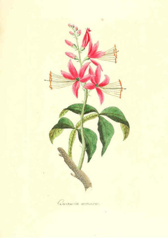 Reproducción/Reproduction 6032002781: Flora medica, oder, Abbildung der wichtigsten officinellen Pflanzen Jena,August Schmid,1831 [i.e. 1829-1831] 