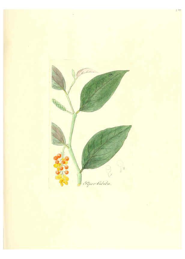 Reproducción/Reproduction 6032562090: Flora medica, oder, Abbildung der wichtigsten officinellen Pflanzen Jena,August Schmid,1831 [i.e. 1829-1831] 