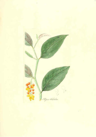 Reproducción/Reproduction 6032562090: Flora medica, oder, Abbildung der wichtigsten officinellen Pflanzen Jena,August Schmid,1831 [i.e. 1829-1831] 