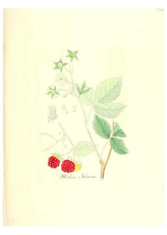 Reproducción/Reproduction 6032562274: Flora medica, oder, Abbildung der wichtigsten officinellen Pflanzen Jena,August Schmid,1831 [i.e. 1829-1831] 