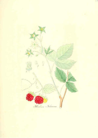 Reproducción/Reproduction 6032562274: Flora medica, oder, Abbildung der wichtigsten officinellen Pflanzen Jena,August Schmid,1831 [i.e. 1829-1831] 
