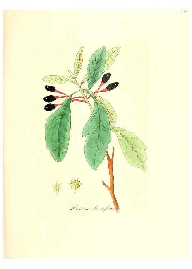 Reproducción/Reproduction 6032562460: Flora medica, oder, Abbildung der wichtigsten officinellen Pflanzen Jena,August Schmid,1831 [i.e. 1829-1831] 