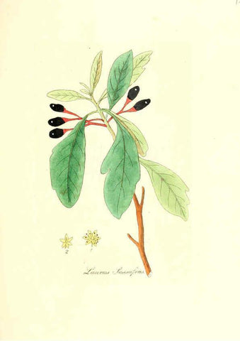 Reproducción/Reproduction 6032562460: Flora medica, oder, Abbildung der wichtigsten officinellen Pflanzen Jena,August Schmid,1831 [i.e. 1829-1831] 
