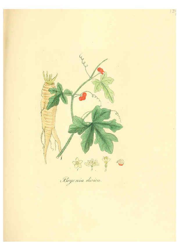 Reproducción/Reproduction 6032560144: Flora medica, oder, Abbildung der wichtigsten officinellen Pflanzen Jena,August Schmid,1831 [i.e. 1829-1831] 