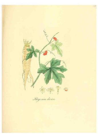 Reproducción/Reproduction 6032560144: Flora medica, oder, Abbildung der wichtigsten officinellen Pflanzen Jena,August Schmid,1831 [i.e. 1829-1831] 