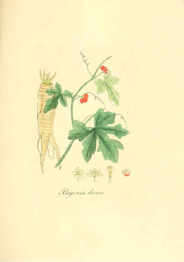 Reproducción/Reproduction 6032560144: Flora medica, oder, Abbildung der wichtigsten officinellen Pflanzen Jena,August Schmid,1831 [i.e. 1829-1831] 