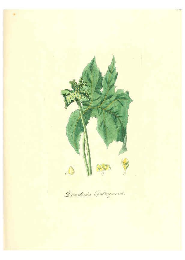 Reproducción/Reproduction 6032003689: Flora medica, oder, Abbildung der wichtigsten officinellen Pflanzen Jena,August Schmid,1831 [i.e. 1829-1831] 