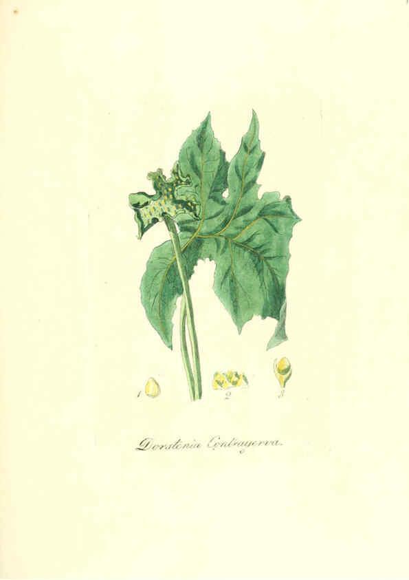 Reproducción/Reproduction 6032003689: Flora medica, oder, Abbildung der wichtigsten officinellen Pflanzen Jena,August Schmid,1831 [i.e. 1829-1831] 