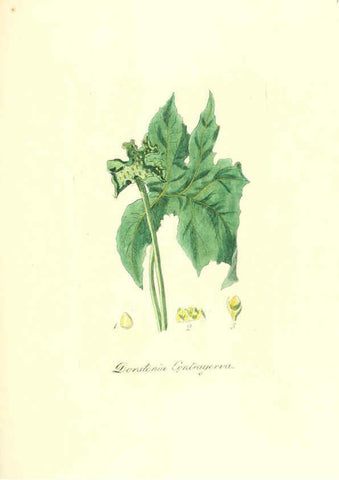 Reproducción/Reproduction 6032003689: Flora medica, oder, Abbildung der wichtigsten officinellen Pflanzen Jena,August Schmid,1831 [i.e. 1829-1831] 