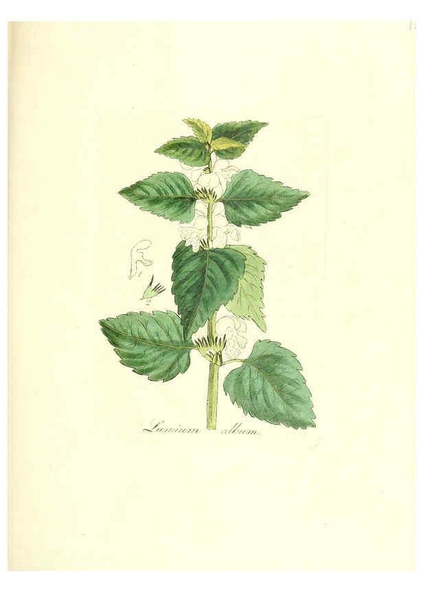 Reproducción/Reproduction 6032563164: Flora medica, oder, Abbildung der wichtigsten officinellen Pflanzen Jena,August Schmid,1831 [i.e. 1829-1831] 